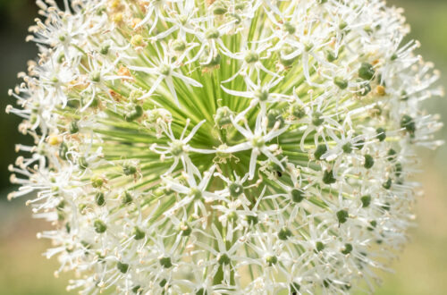 Dites le avec des fleurs